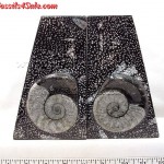 ammonite marble books holders